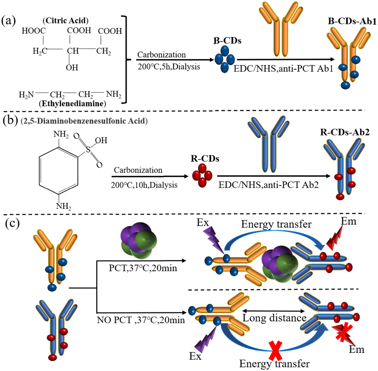 Rapid FRET-based homogeneous immunoassay of procalcitonin using matched ...