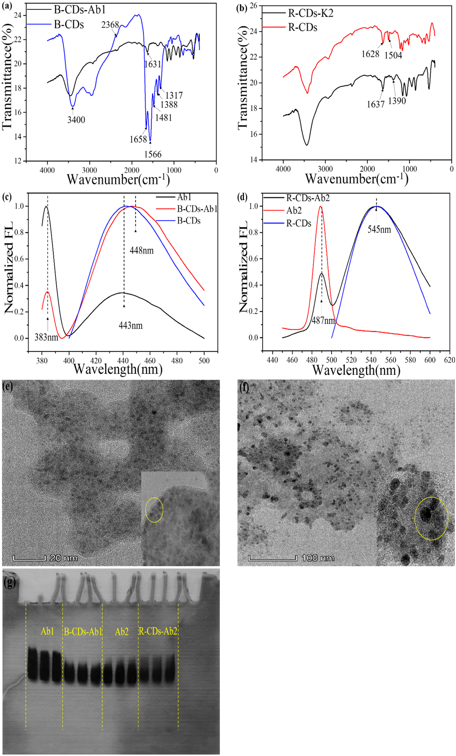 Rapid FRET-based homogeneous immunoassay of procalcitonin using matched ...