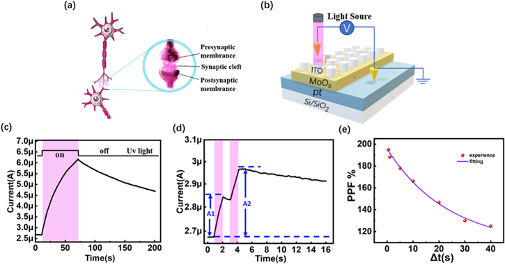 An artificial optoelectronic synapse based on MoO x film - IOPscience