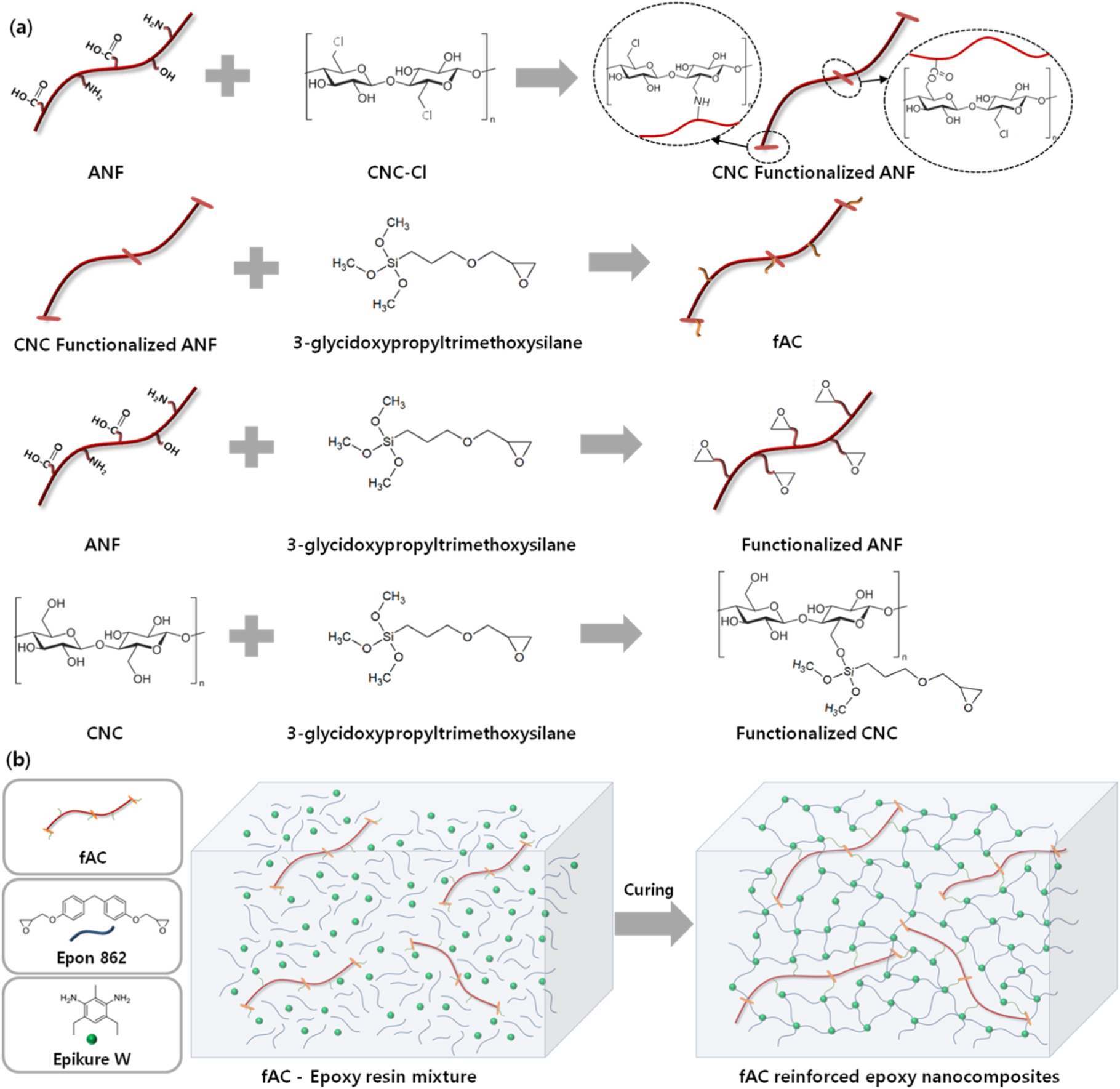 Cellulose nanocrystal functionalized aramid nanofiber reinforced epoxy ...