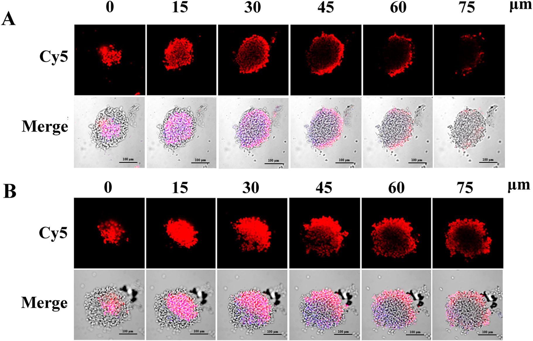 Tumor microenvironment and redox dual stimuli-responsive polymeric ...