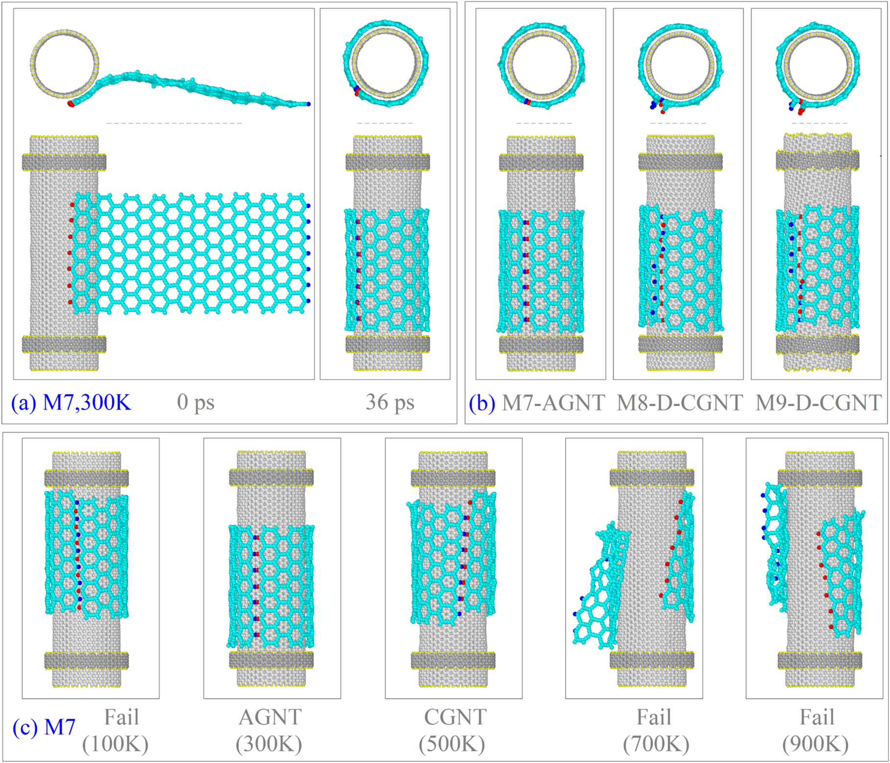 Self-assembly for preparing nanotubes from monolayer graphyne ribbons ...