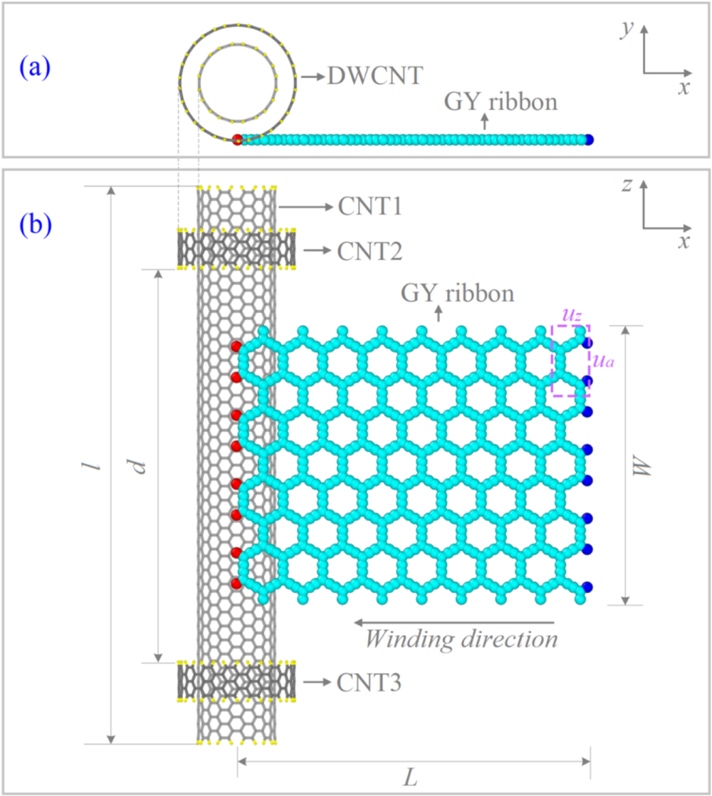 Self-assembly for preparing nanotubes from monolayer graphyne ribbons ...