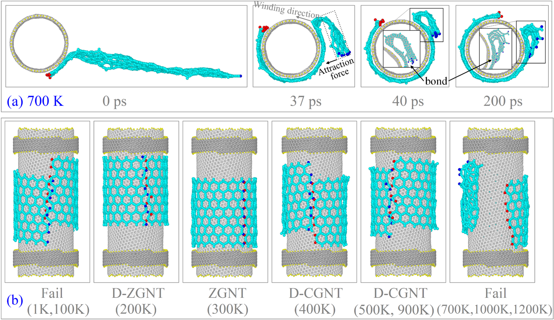 Self-assembly for preparing nanotubes from monolayer graphyne ribbons ...