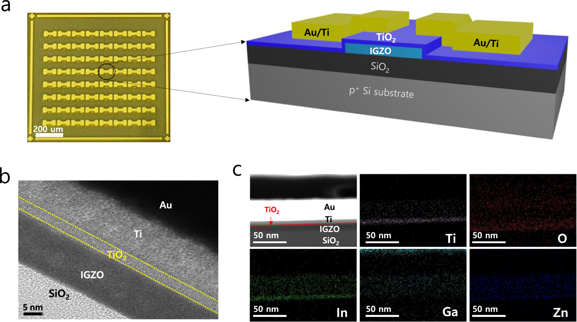 Reliable synaptic plasticity of InGaZnO transistor with TiO2 interlayer ...