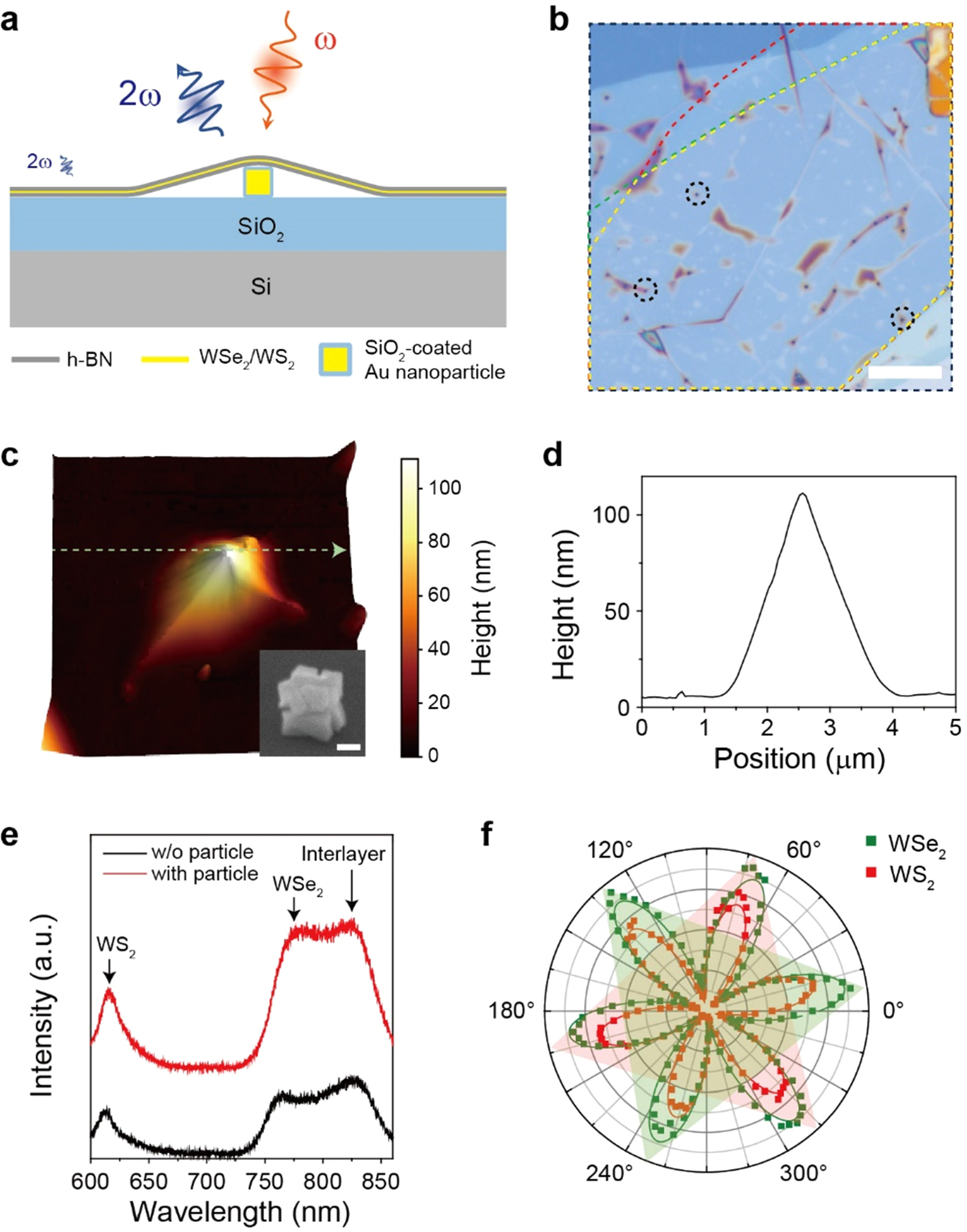 Enhancement of second-harmonic generation in a 64° stacked WSe2/WS2 ...