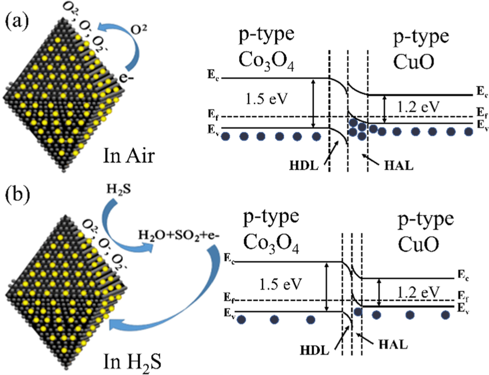 Preparation of a high-performance H2S gas sensor based on CuO/Co3O4 ...