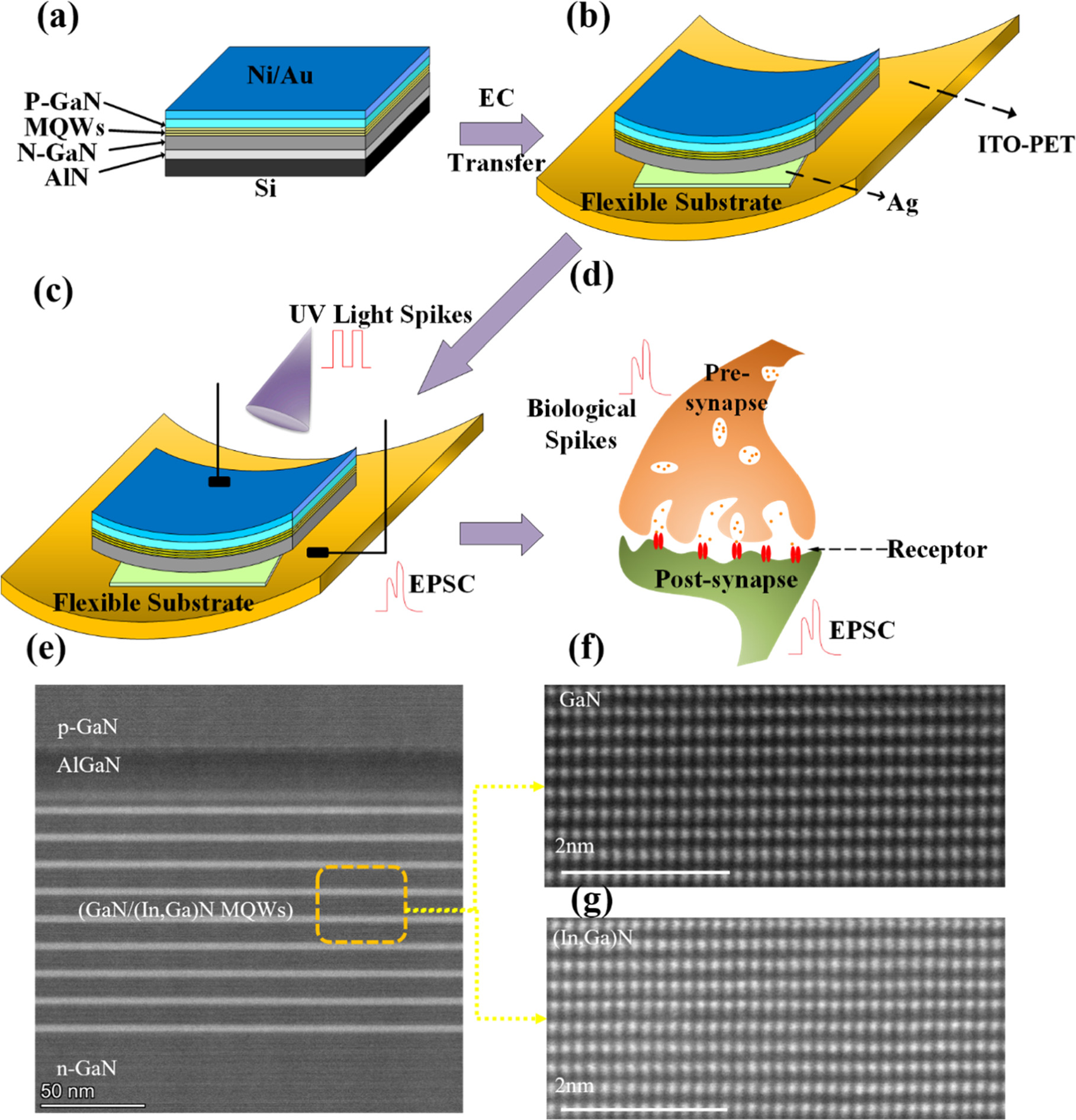 Flexible light-stimulated artificial synapse based on detached (In,Ga)N ...