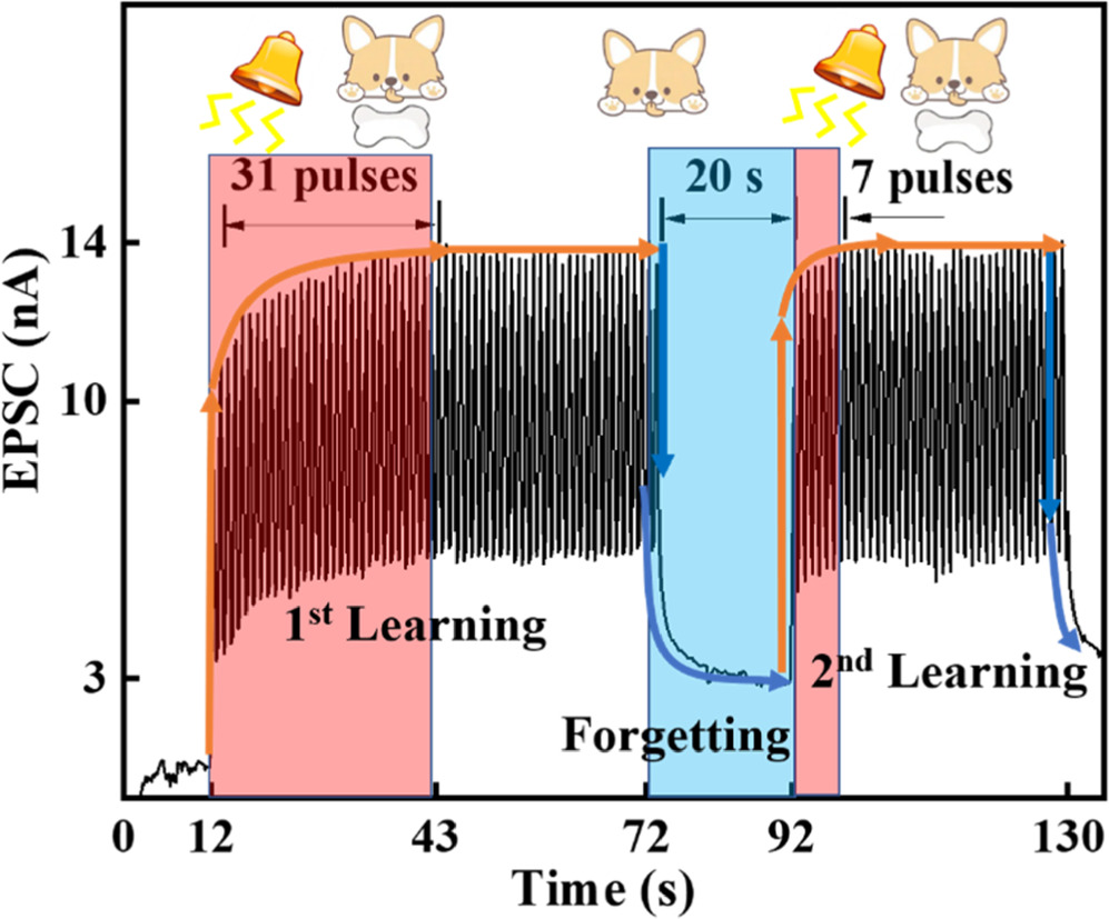 Flexible light-stimulated artificial synapse based on detached (In,Ga)N ...