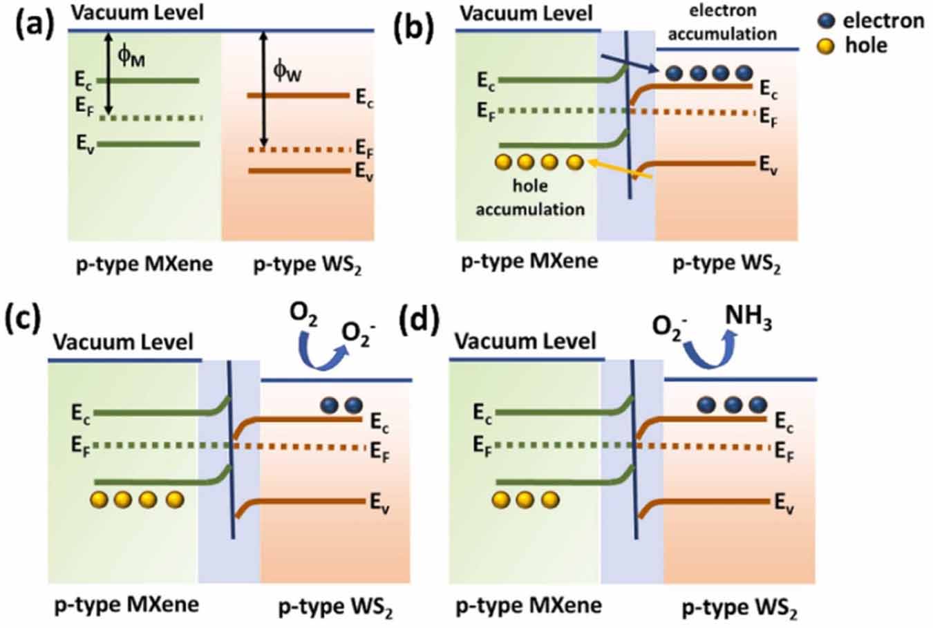 Resistive gas sensors for the detection of NH3 gas based on 2D WS2 ...