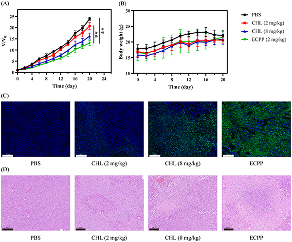 Dual approach: micellar delivery of chlorambucil prodrug with concurrent  glutathione depletion and GST inhibition for enhanced anticancer activity -  IOPscience