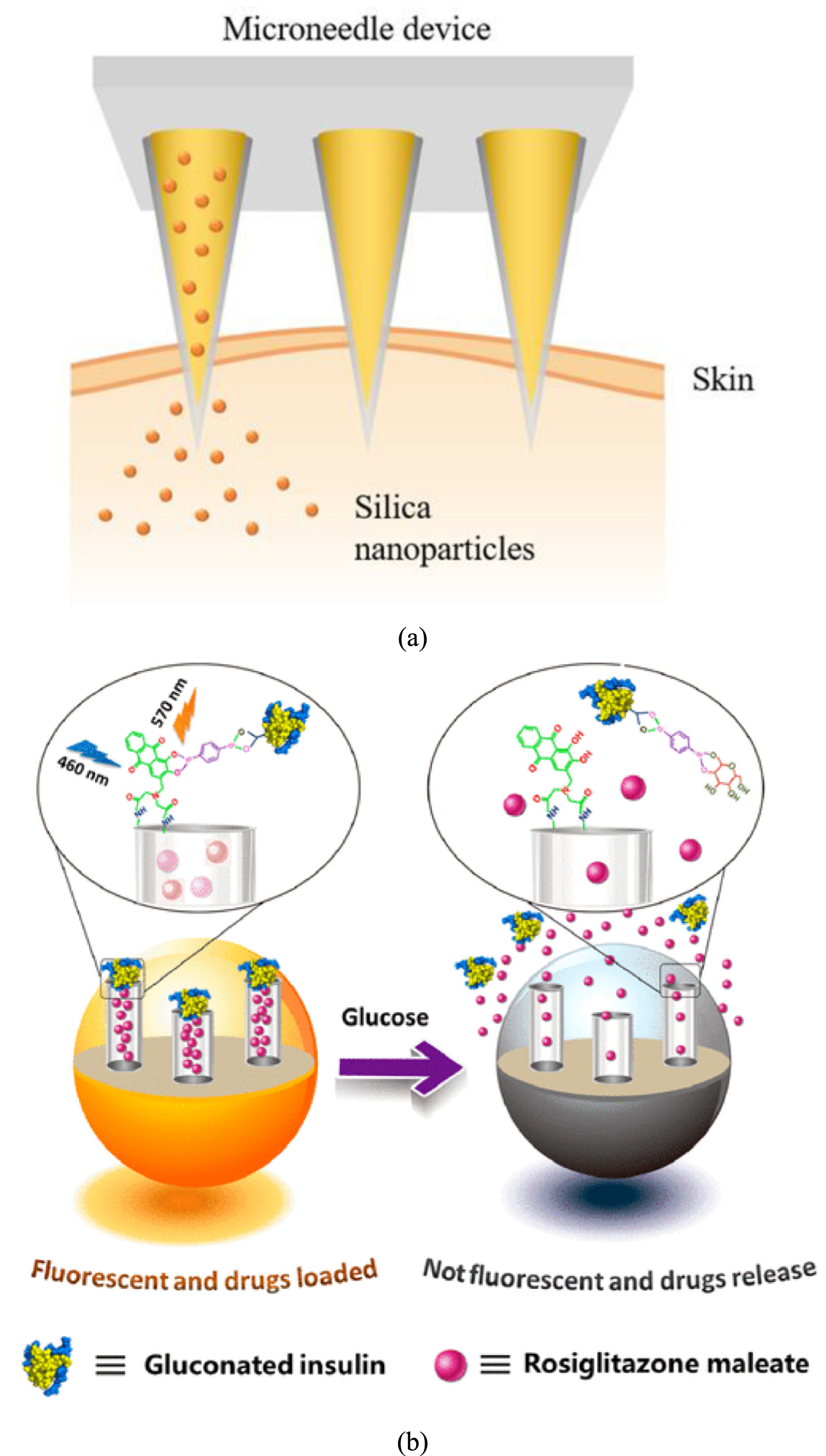 alloy glp 1 GLP-1s and Hormone Therapy: A Game-Changing Duo for Menopause Belly Fat