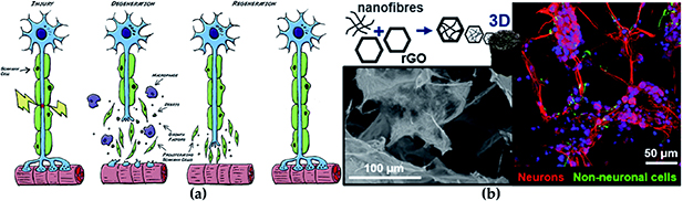 Nanotechnology in tissue engineering: expanding possibilities with ...