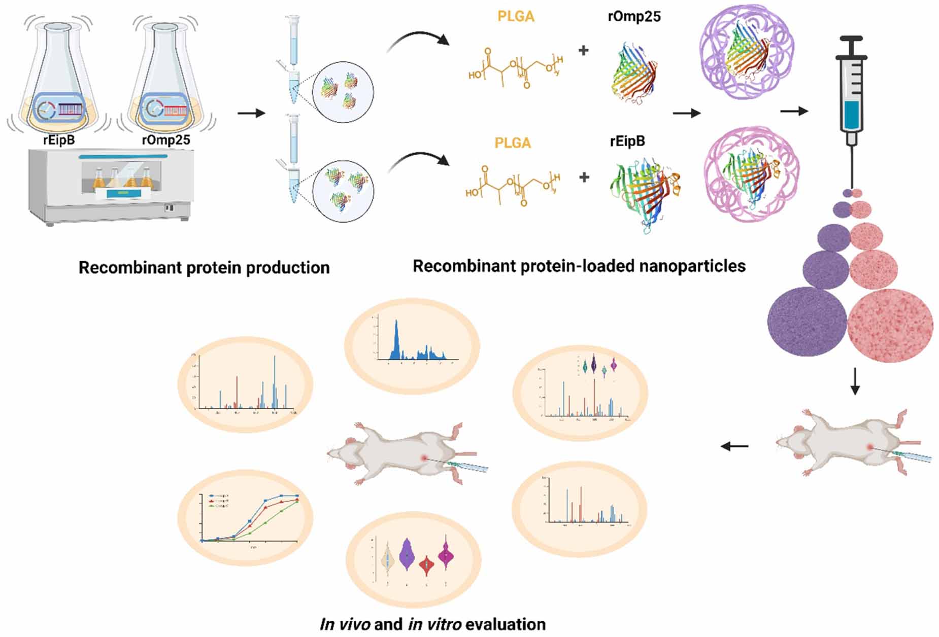 Construction of recombinant Omp25 or EipB protein loaded PLGA ...
