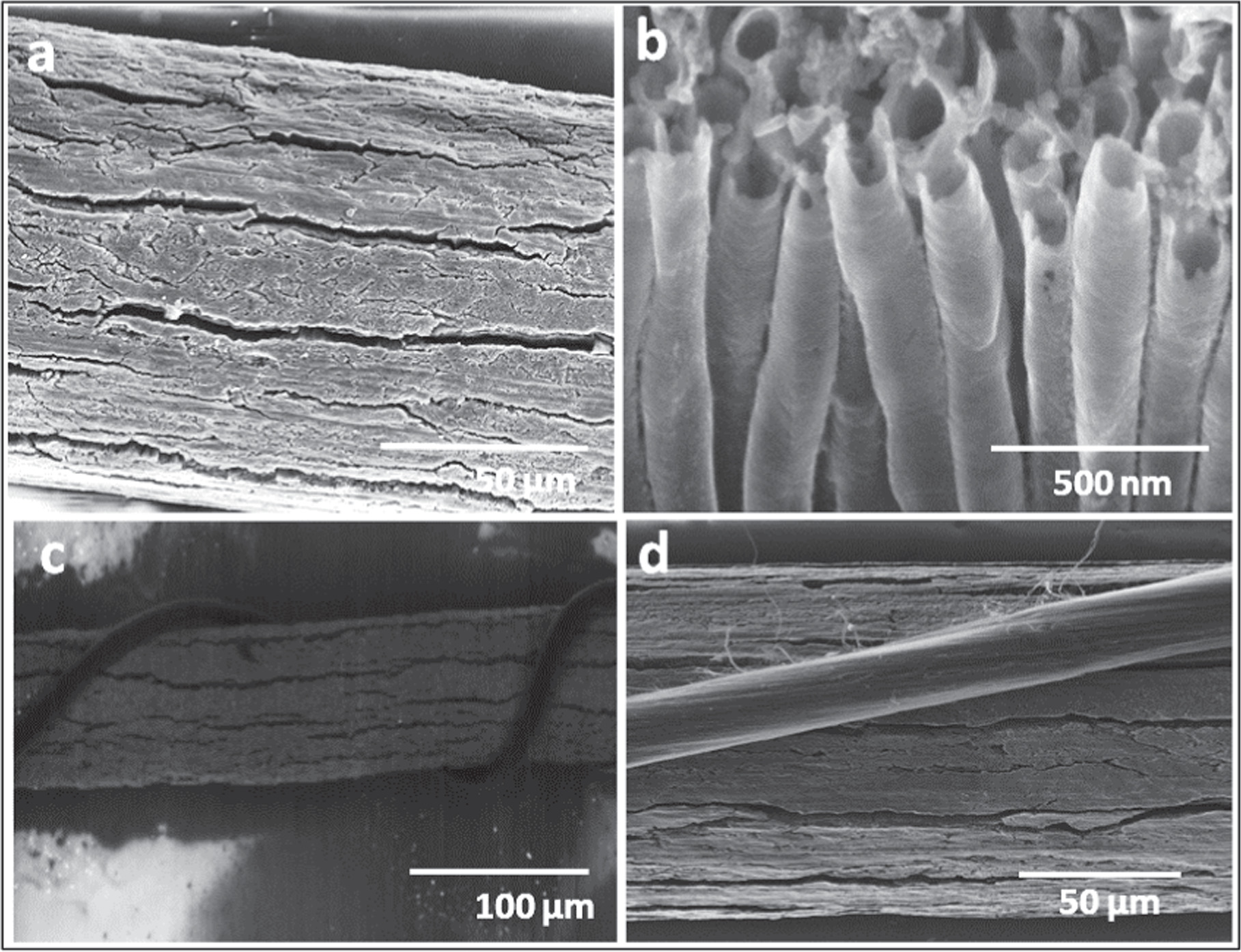 Electrodeposited polyaniline based carbon nanotubes fiber as efficient ...