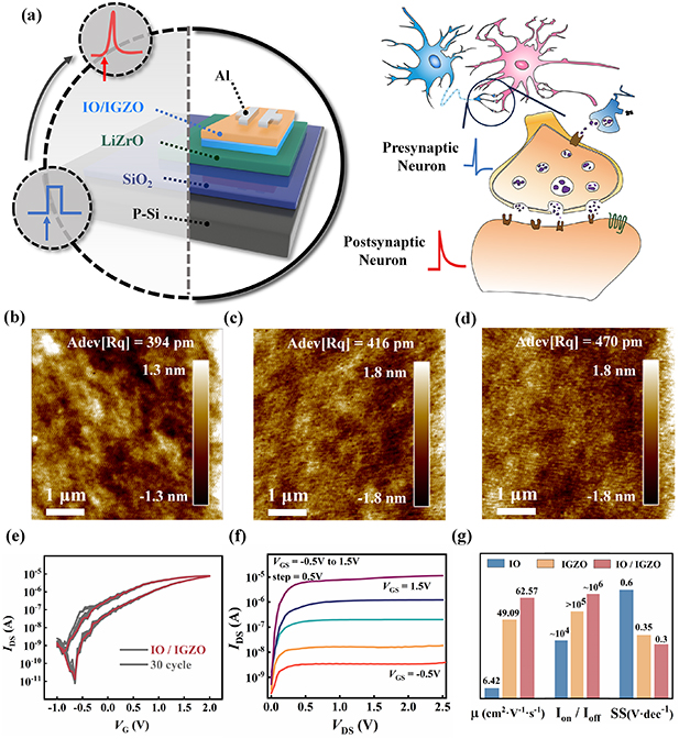 ａ２ｉ IO/IGZO heterojunction artificial synaptic transistors gated