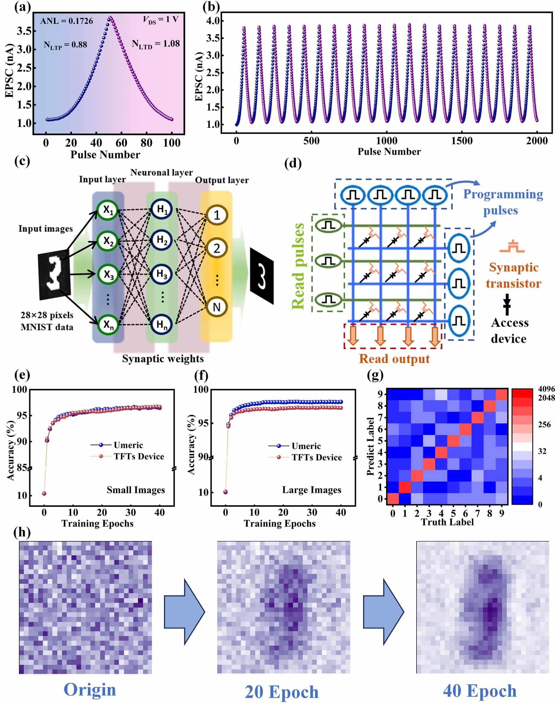 ａ２ｉ IO/IGZO heterojunction artificial synaptic transistors gated