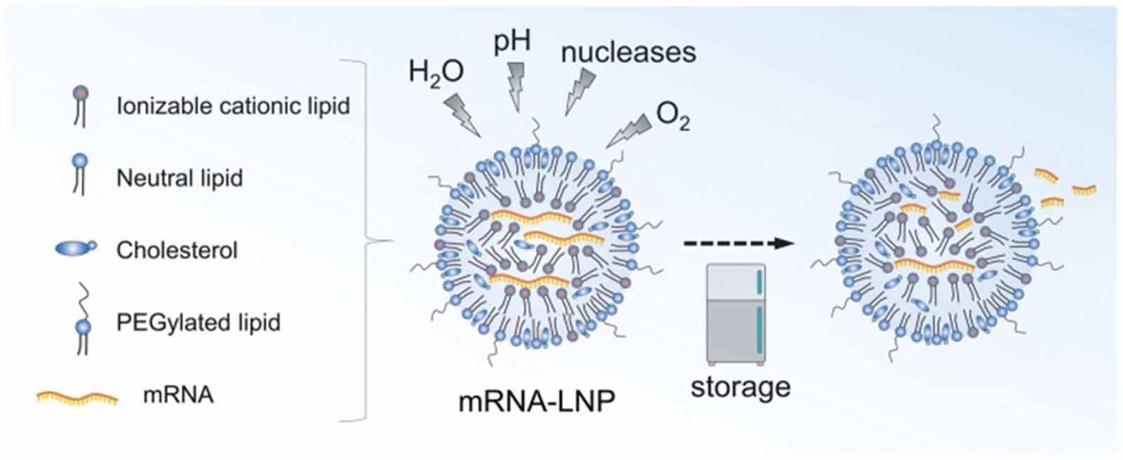 Lnp mRNA lipid nanoparticles in CAR-T therapy: a novel strategy to improve ...