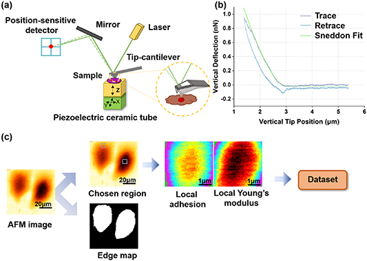 Detecting and classifying the mechanics of cancer and non-cancer cells ...