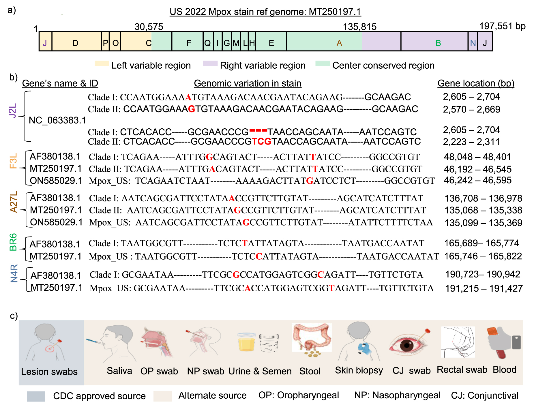 CRISPR-based strategies for sample-to-answer monkeypox