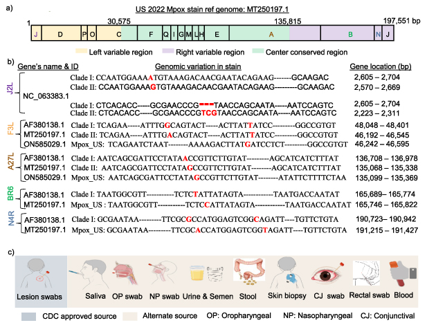 CRISPR-based strategies for sample-to-answer monkeypox detection