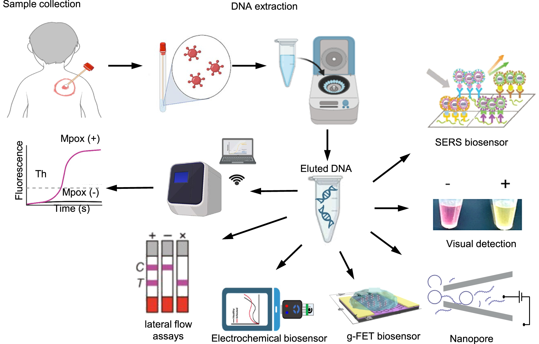 CRISPR-based strategies for sample-to-answer monkeypox detection