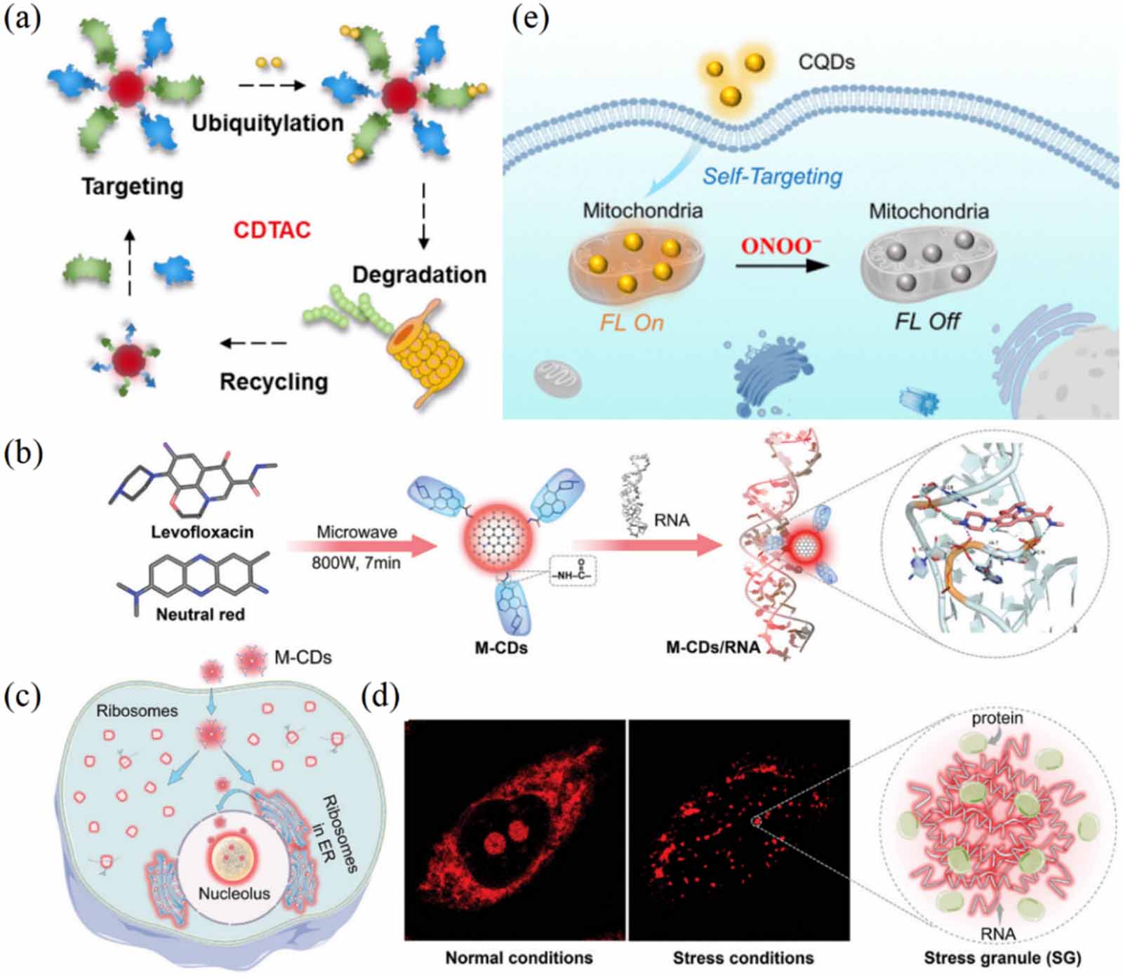 Engineering targeted carbon dots: a multifaceted approach to