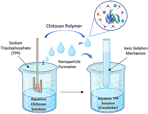 Precision nanoscale engineering of chitosan nanoparticles via ionic ...