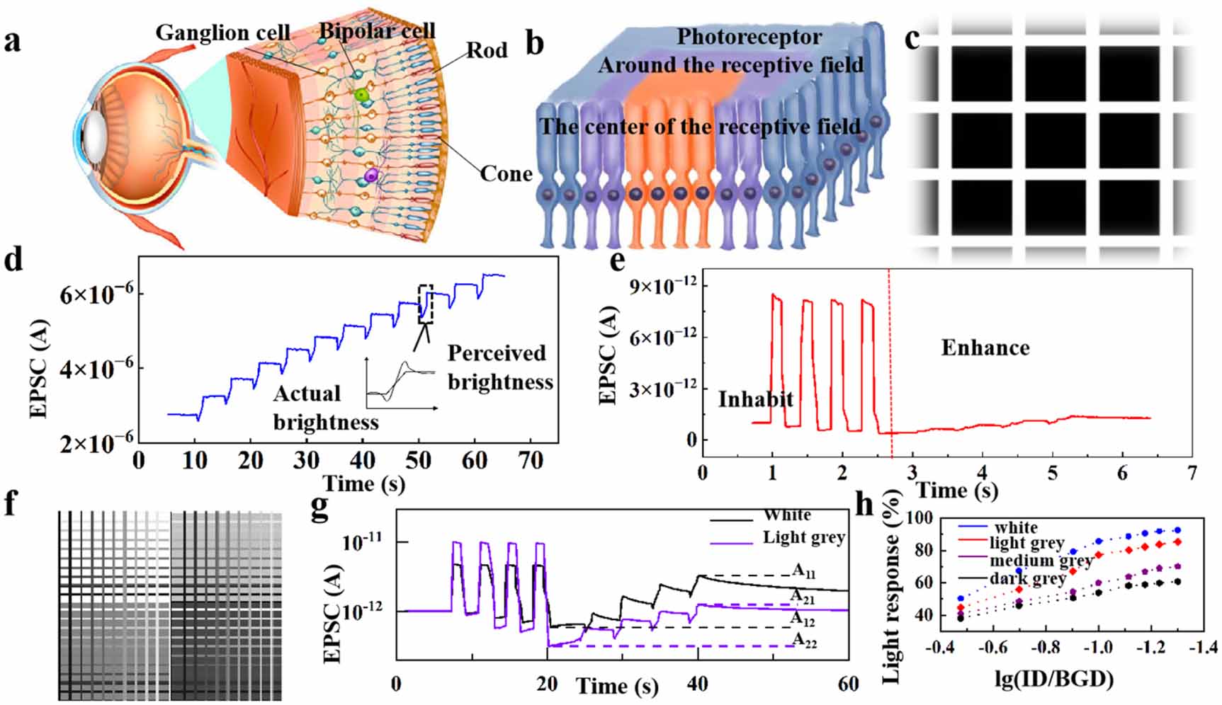 Optoelectronic artificial synapse for lateral inhibition-enhanced ...