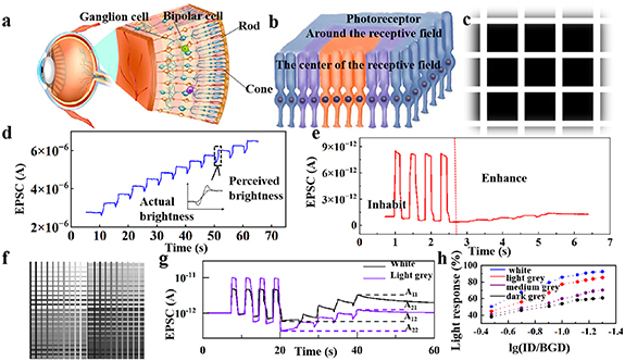 Optoelectronic artificial synapse for lateral inhibition-enhanced ...