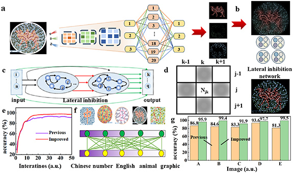 Optoelectronic artificial synapse for lateral inhibition-enhanced ...