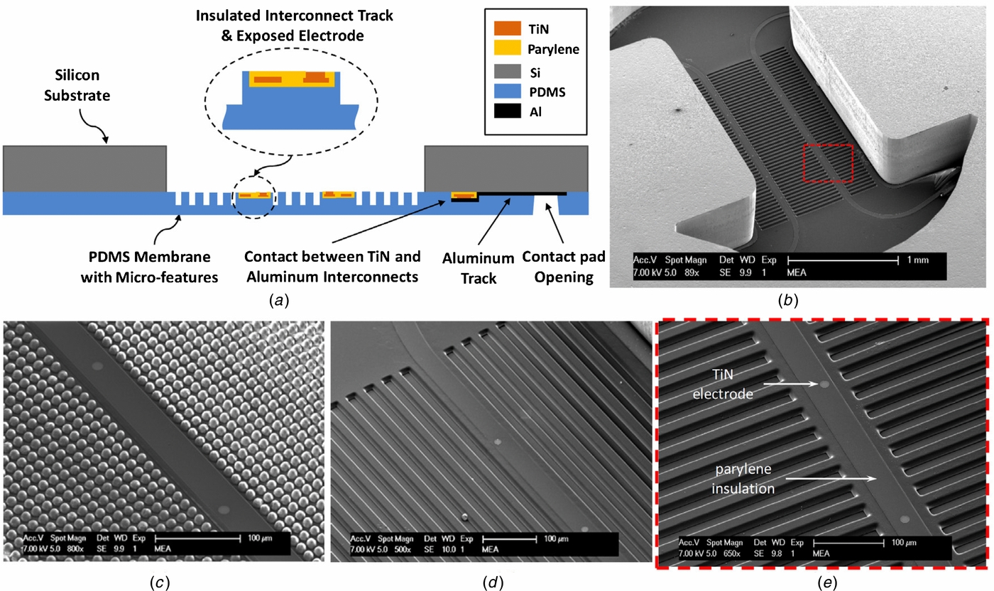 A novel stretchable micro-electrode array (SMEA) design for directional ...