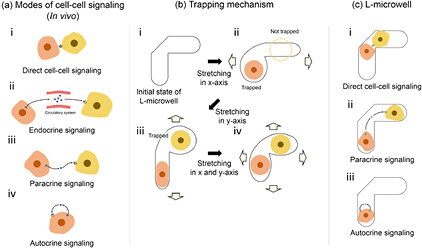 Deformable L-shaped microwell array for trapping pairs of heterogeneous ...