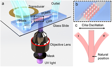 Acoustic actuation of in situ fabricated artificial cilia - IOPscience