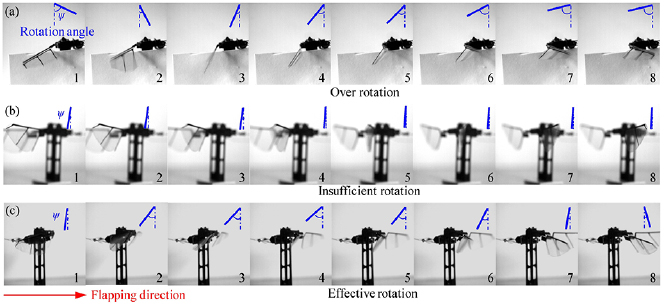 Flapping Insect Cfd Design of flexible hinges in electromagnetically driven artificial ...