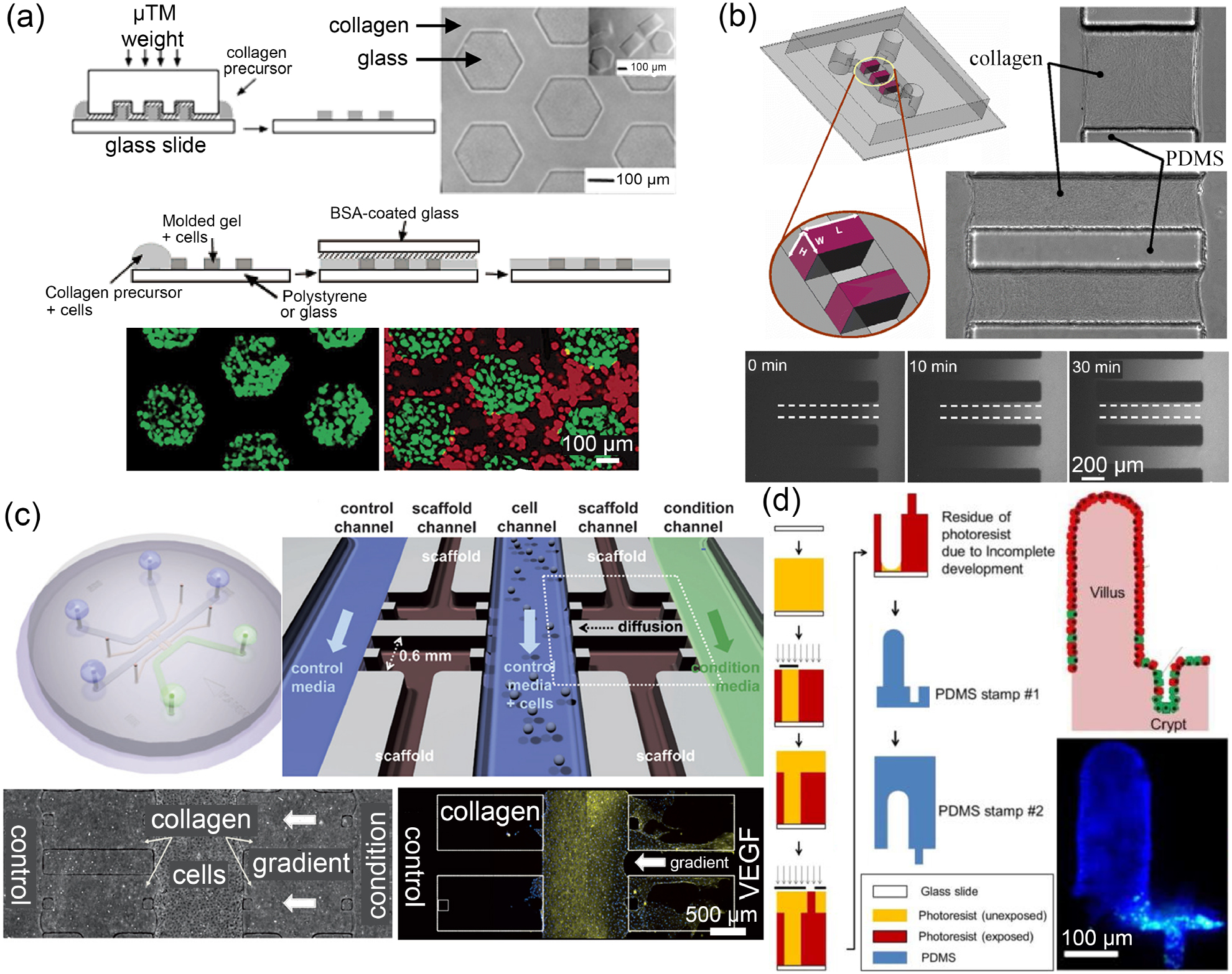 Design criteria and standardization of a microfluidic cell culture ...