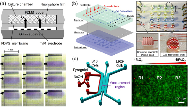 Design criteria and standardization of a microfluidic cell culture ...