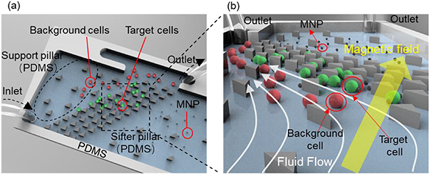 A novel rare cell sorting microfluidic chip based on magnetic ...