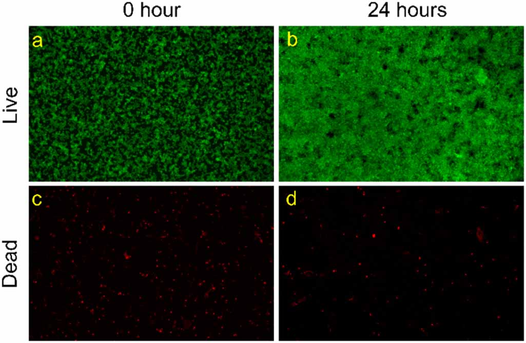 Development of a bubble-based single cell picking system - IOPscience