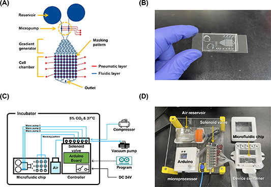 High throughput microfluidic drug screening system for corneal ...
