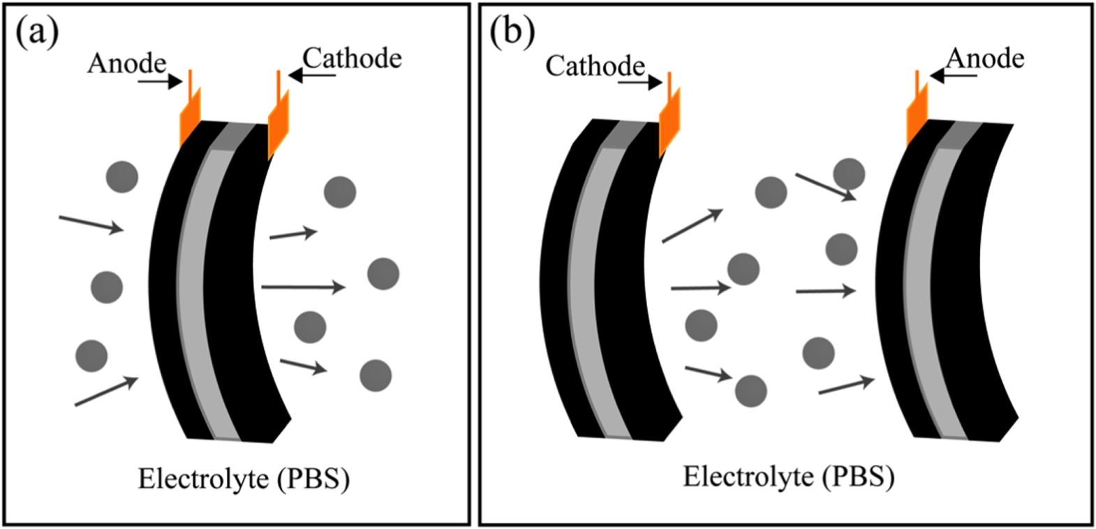 Biocompatible silk-conducting polymer composite trilayer actuators ...