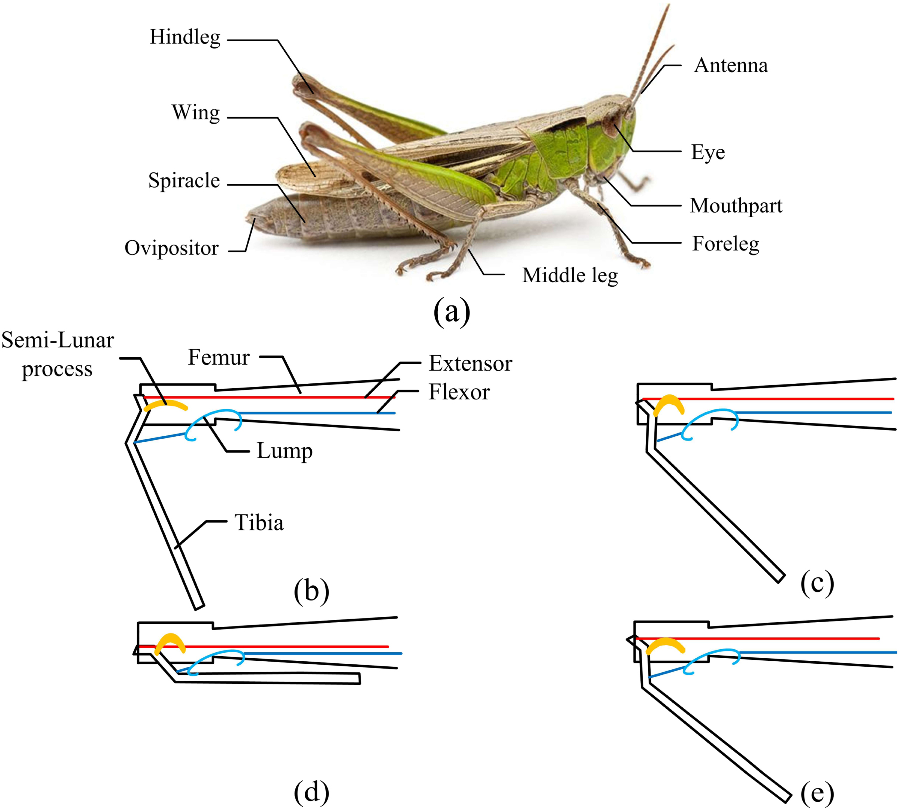 A small locust inspired actuator driven by shape memory alloys and ...