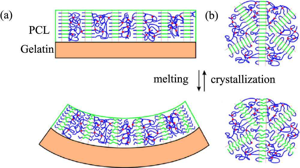 Recent advances of two-way shape memory polymers and four-dimensional ...