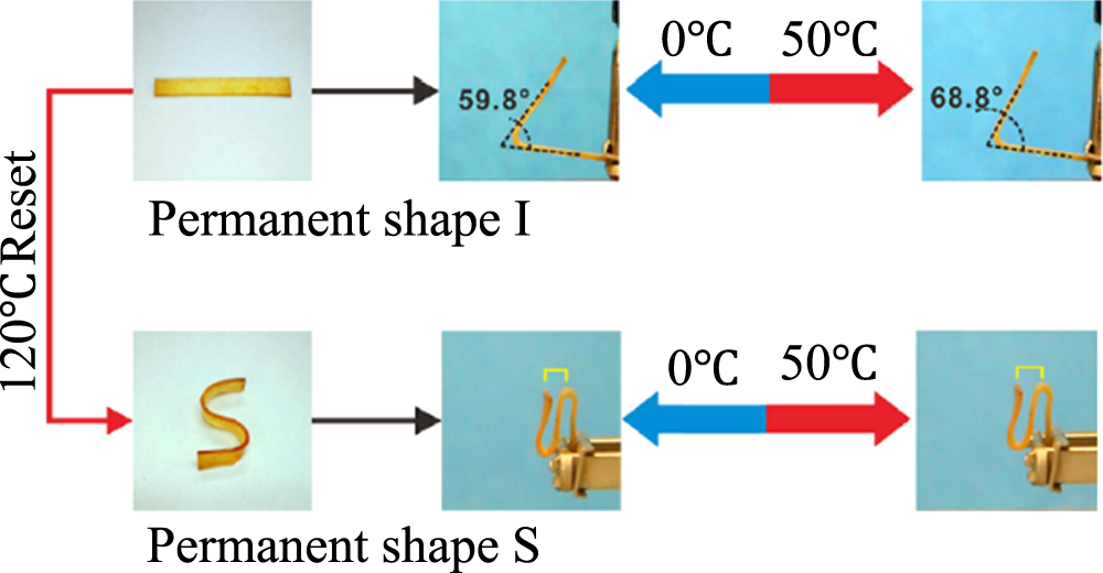 Recent advances of two-way shape memory polymers and four-dimensional ...
