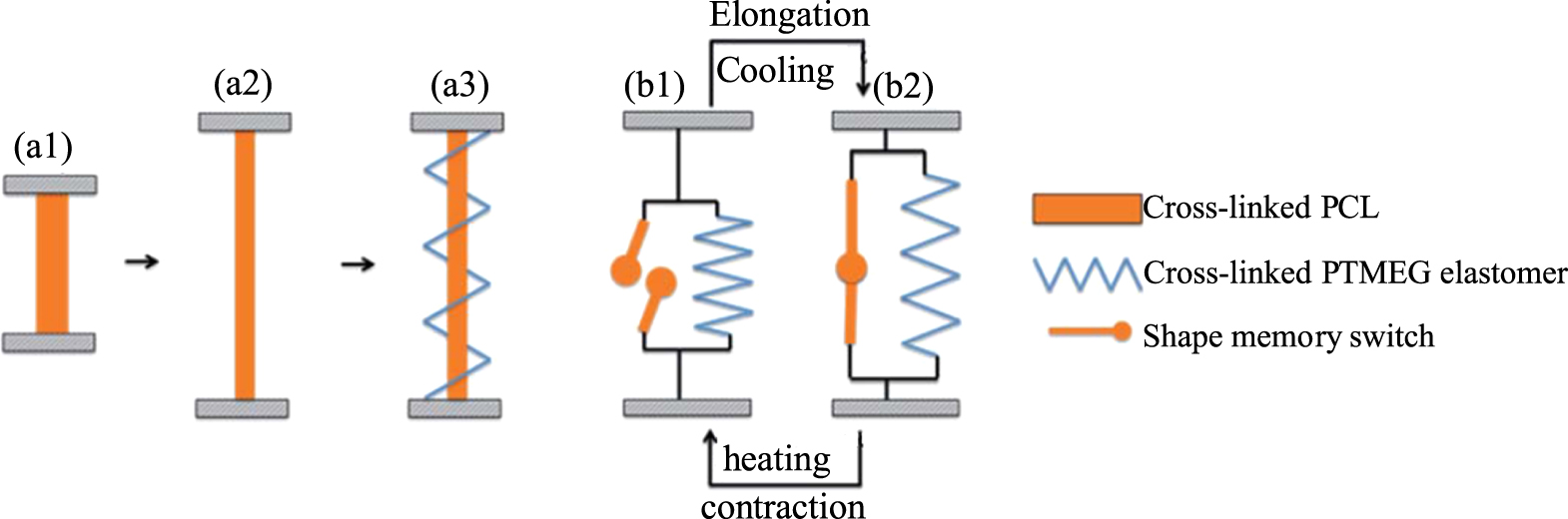 Recent advances of two-way shape memory polymers and four-dimensional ...