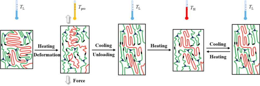 A facile approach to fabricate two-way shape memory polyurethane with ...
