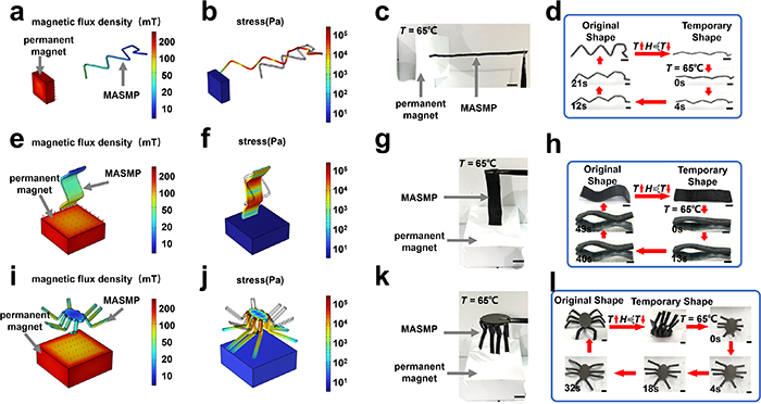 Shape memory polymers enable versatile magneto-active structure with 4D ...