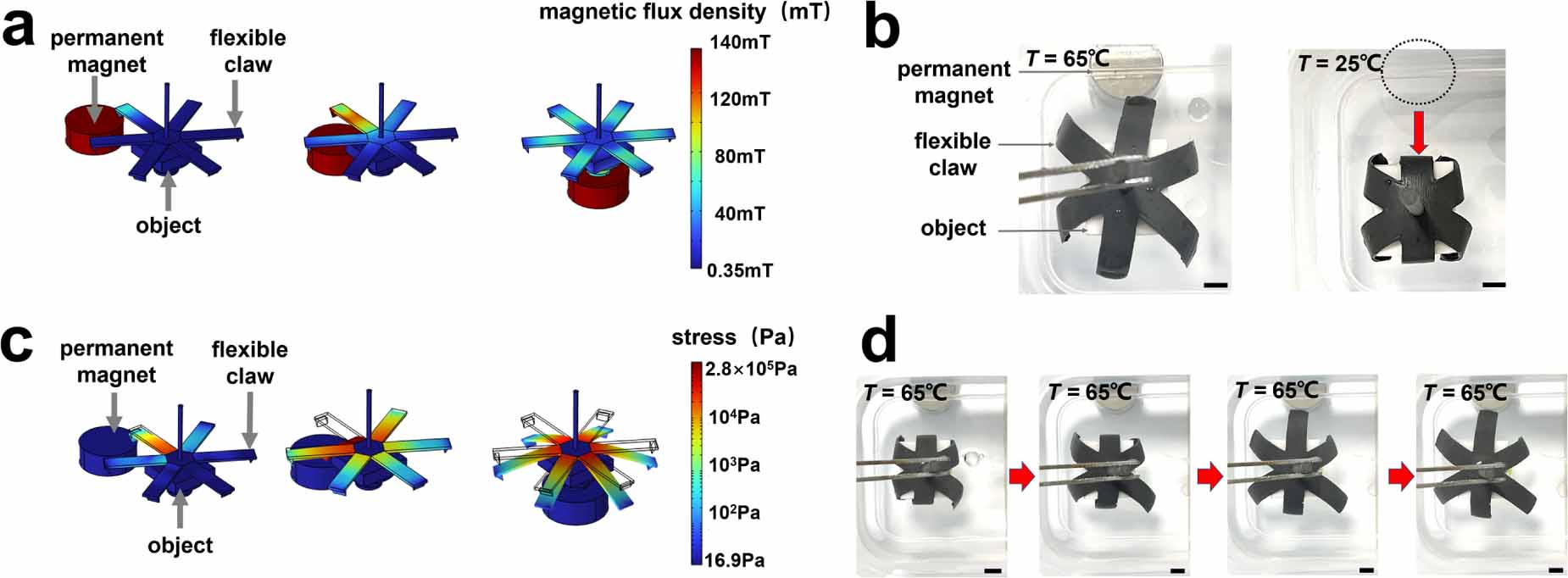 Shape memory polymers enable versatile magneto-active structure with 4D ...