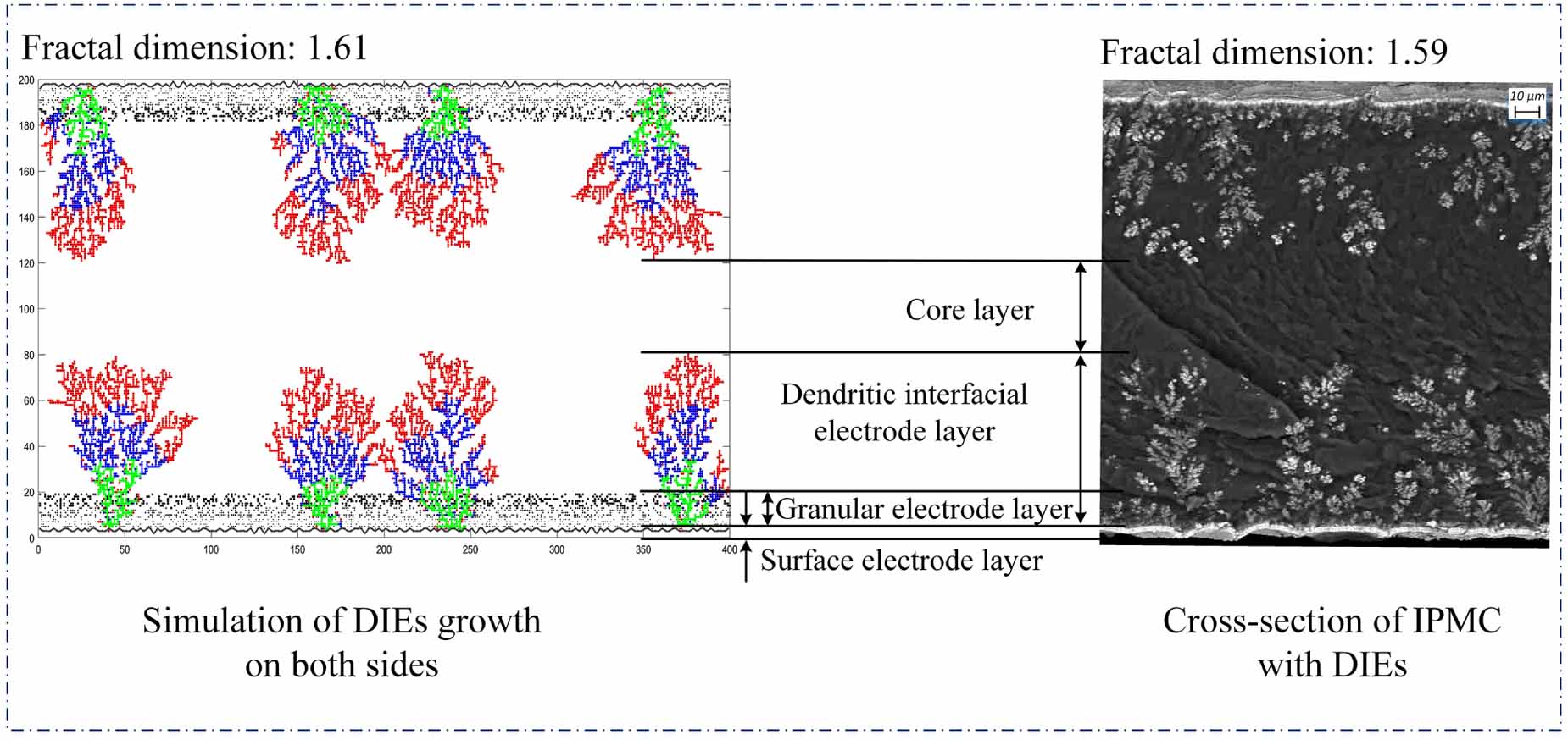 Growth simulation based on diffusion-limited aggregation method for ...