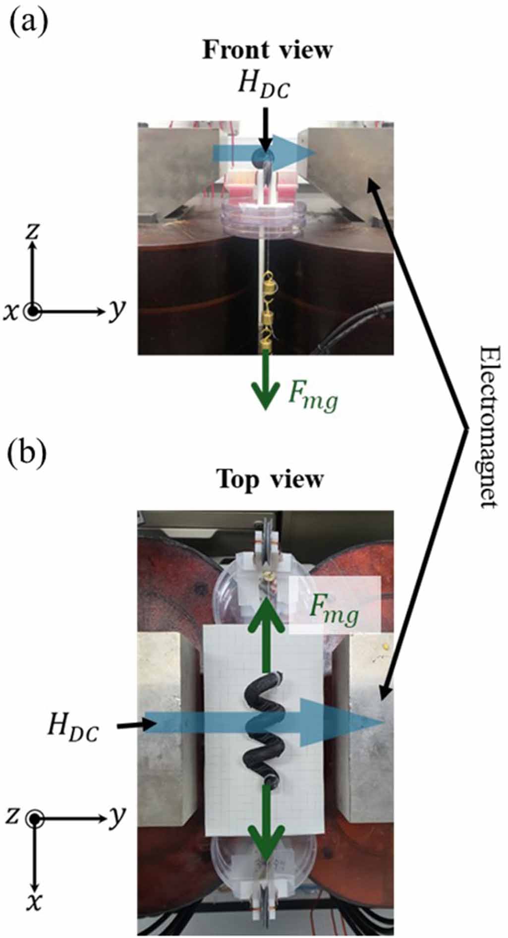 Magnetic-field-controllable elasticity of helical spring magnets ...